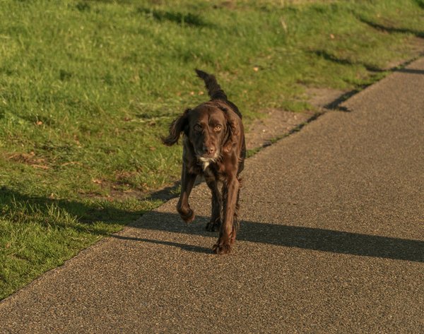 Entremaitresetchiens