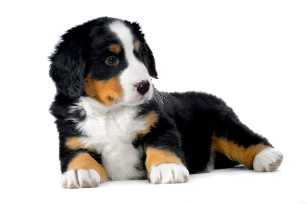 Le bouvier bernois : un compagnon idéal pour toute la famille