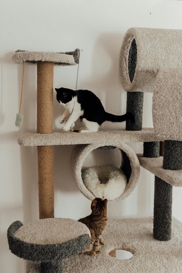 Accessoires pour chats : guide pour un confort optimal